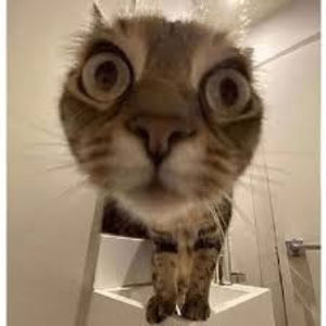 Meet your Posher, Avery